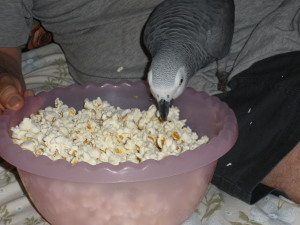 parrot eating popcorn