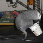 Parrot Playing With Toys