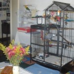 Parrot Playing On Cage