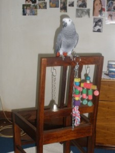 African Grey Parrot Pedro and his Home made bird toy