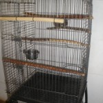 Bare parrot's Cage