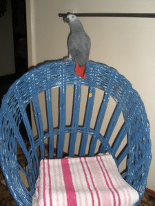 African Grey Parrot On Wicker Chair
