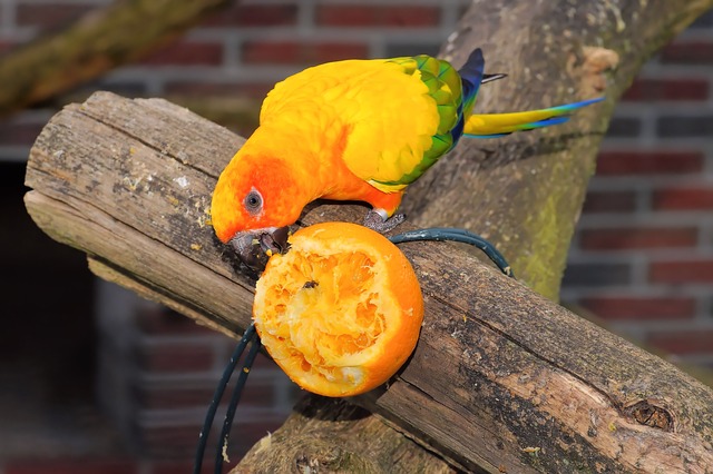 parrot eating fruit