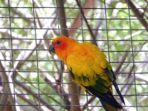 conure in cage