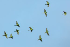 parrots in flight