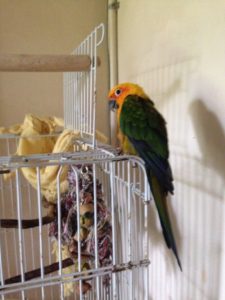 Jenday Conure