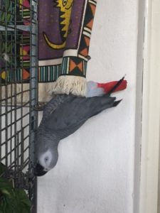 Pedro the African Grey Parrot