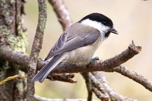 wild bird singing