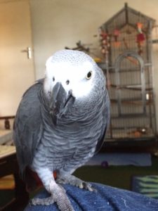 Sam the African Grey Parrot